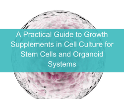 A Practical Guide to Growth Supplements in Cell Culture for Stem Cells and Organoid Systems - cover